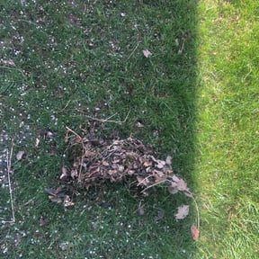 Leaf Removal by ASB LAWN MODIFICATION reviewed on August 1, 2022