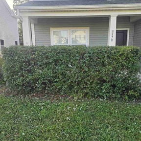 Bush Trimming by McNeil&#039;s lawn care &amp; maintenance reviewed on November 13, 2024