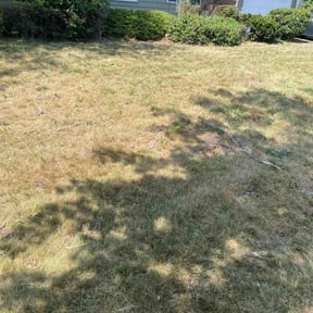 Bush Trimming by Complete Lawn Care reviewed on February 17, 2022