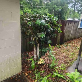 Bush Trimming by Ride In Shine Out reviewed on December 13, 2024