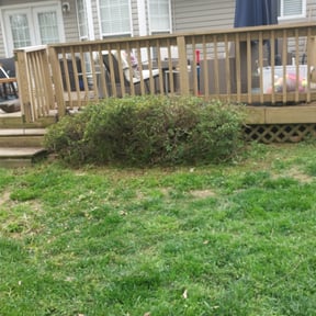 Bush Trimming by Alpha Landscape Company reviewed on December 12, 2024