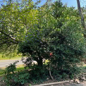 Bush Trimming by Richard Kidman reviewed on August 4, 2022