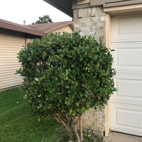 Bush Trimming by Greene Family Lawncare reviewed on March 31, 2022