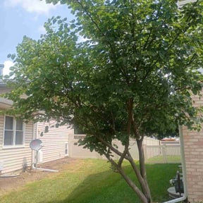 Bush Trimming by LSLTDallas/FortWorthTruGreen reviewed on June 26, 2025