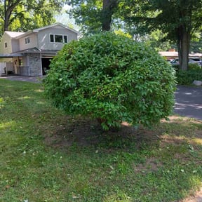 Bush Trimming by J&j lawn care reviewed on June 19, 2022