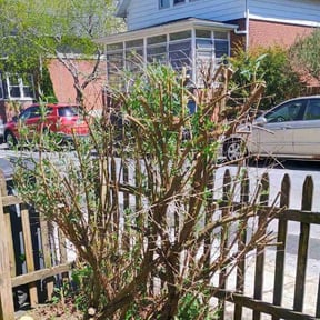 Bush Trimming by Mike's Mowing and Landscaping reviewed on July 19, 2022