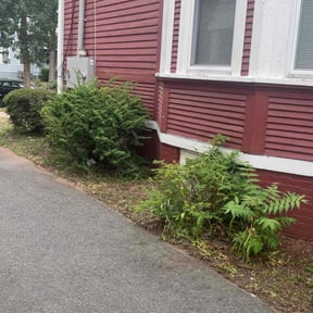 Bush Trimming by It's Dubble Better Lawn & haul reviewed on July 28, 2022