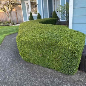 Bush Trimming by P&R Lawn care reviewed on August 2, 2022
