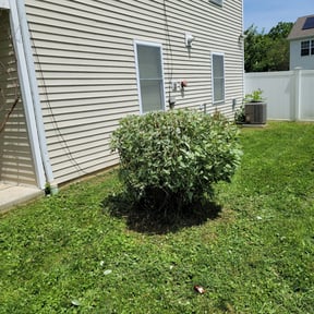 Bush Trimming by Curt & Son Lawn Care reviewed on October 16, 2022