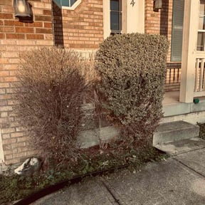 Bush Trimming by Nates Lawn Service reviewed on May 21, 2022