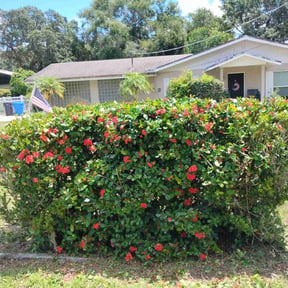 Bush Trimming by Elite Mowers LLC reviewed on July 9, 2025