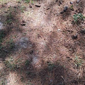 Cleanups by Dee Tree/Lawn Service reviewed on May 7, 2025