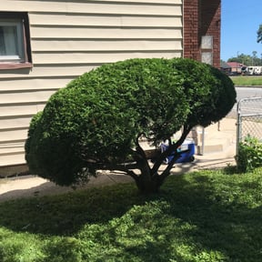 Bush Trimming by Flores Lawn Care Co. reviewed on May 28, 2025