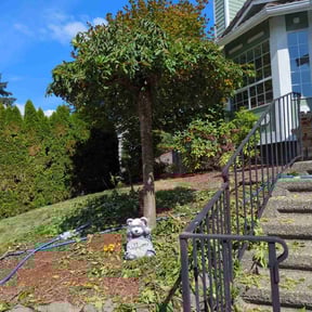Bush Trimming by A1 landscaping reviewed on July 1, 2025