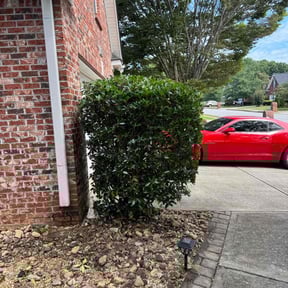 Bush Trimming by iLandscape LLC reviewed on August 12, 2024