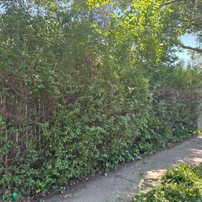 Bush Trimming by Ascension Care, LLC. reviewed on May 23, 2022