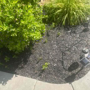 Bush Trimming by Lawn Care and trash removal reviewed on July 14, 2022