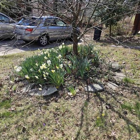 Leaf Removal by Coates Cutz Complete Lawn Care reviewed on April 4, 2022