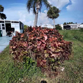 Bush Trimming by AMT Tactical Lawn Care reviewed on August 5, 2022