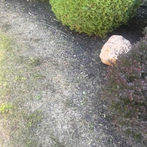 Flower Bed Weeding by Tonys Landscaping LLC reviewed on July 20, 2022