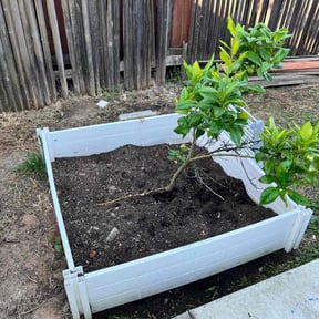 Flower Bed Weeding by SacTown Clean Green Services LLC reviewed on June 27, 2025