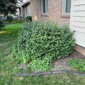 Bush Trimming by Quality Pro. Construction reviewed on August 2, 2022
