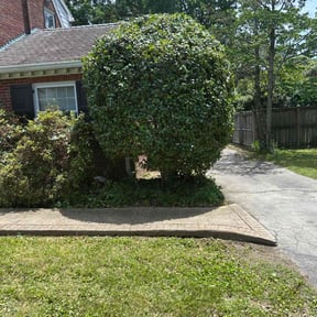 Bush Trimming by Js Lawn Care reviewed on August 22, 2024