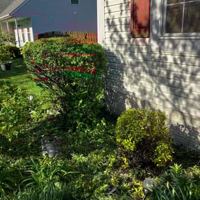 Bush Trimming by Terjuan Short reviewed on June 11, 2022