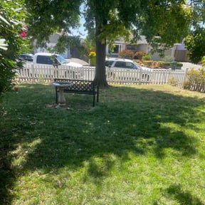 Bush Trimming by Terra Verde Landscape &amp; Design reviewed on July 8, 2025