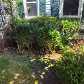 Bush Trimming by Lerons Lawncare Service reviewed on July 11, 2022