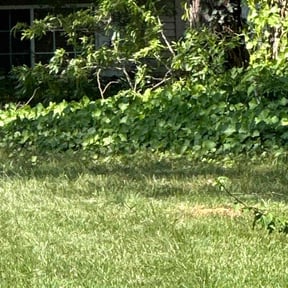 Cleanups by Precision Landscaping & more reviewed on June 21, 2022