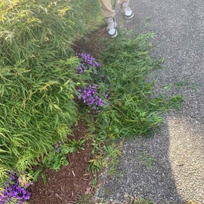Bush Trimming by Timber Lawn Services reviewed on August 2, 2022