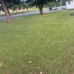 Bush Trimming by Alpha Landscape Company reviewed on December 12, 2024