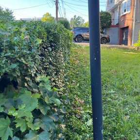Bush Trimming by Sun's Lawn Care LLC. reviewed on August 8, 2022