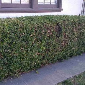 Bush Trimming by Terra Verde Landscape &amp; Design reviewed on July 8, 2025