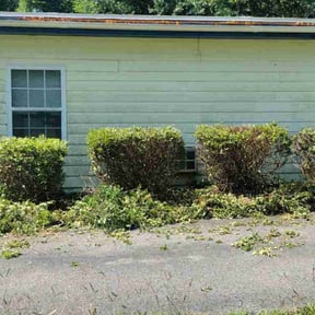 Bush Trimming by Top Turf L.L.C reviewed on August 13, 2021