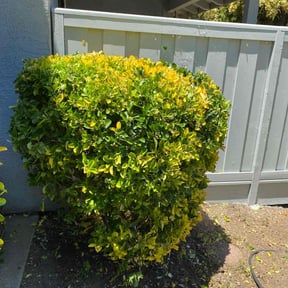 Bush Trimming by Hauling & Lawn Bros reviewed on April 15, 2025