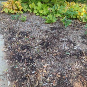 Flower Bed Weeding by Carrolls landscaping and snow removal reviewed on May 24, 2022