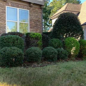 Bush Trimming by deeper roots lawncare reviewed on October 18, 2022