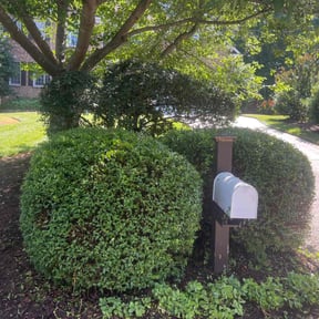Bush Trimming by Pringle's landscaping llc. reviewed on July 29, 2022