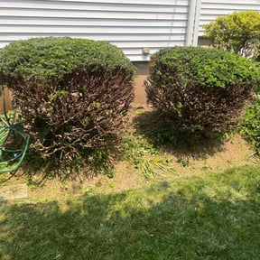 Bush Trimming by T & S Lawn Care Services reviewed on May 16, 2022