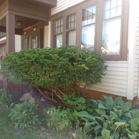 Bush Trimming by Jays Lawns reviewed on May 30, 2025