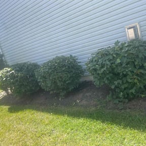 Bush Trimming by J&L 365 Yard Maintenance and Landscaping LLC reviewed on June 8, 2022