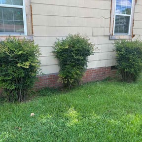 Bush Trimming by Better Dash Group LLC reviewed on May 16, 2025