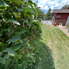Bush Trimming by TruGreen LawnCare reviewed on April 29, 2025