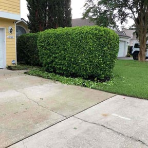 Bush Trimming by Boyd's Buzzin Landscaping reviewed on August 9, 2025