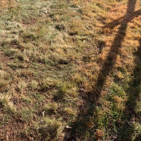 Bush Trimming by Top Shape Ground Management, LLC reviewed on July 21, 2022
