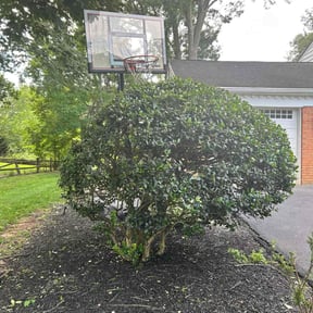 Bush Trimming by FRL Landscaping reviewed on October 9, 2024