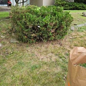 Bush Trimming by Grannies Mow&Snow llc reviewed on July 16, 2022