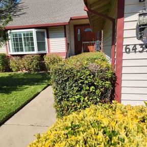 Bush Trimming by Forever Green FG LLC reviewed on September 9, 2024